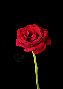 黑色上的美国独美玫瑰高清图片