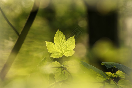 Sycamore 树叶生活生长太阳叶子植被植物群季节公园阳光宏观背景图片