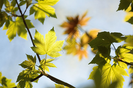 Sycamore 树叶季节墙纸环境活力植被公园枝条梧桐树宏观生长背景图片