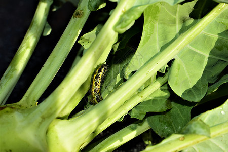 小毛毛虫在灰色背景的绿色科拉比叶叶上树叶园艺植物昆虫植物学青菜食物漏洞叶子蔬菜背景图片