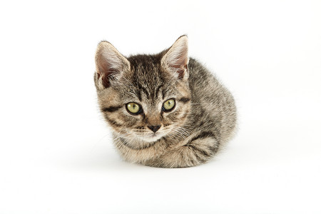 小塔比欧洲短毛小猫猫科条纹摄影家猫水平动物家畜宠物小动物食肉背景图片