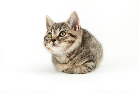小塔比欧洲短毛小猫宠物家猫摄影猫科食肉条纹动物小动物水平家畜背景图片