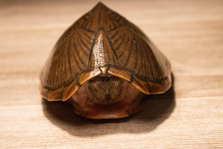 淡水龟生物自然高清图片