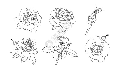 玫瑰花花素材白色背景所分离的玫瑰花花系列线条图画插画