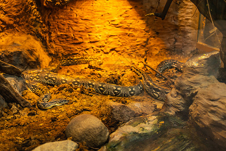 长蛇长长的大型蛇 坐落在加热梯体中背景