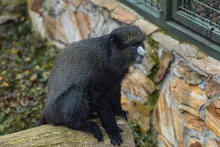 黑猴子 灰鼻子坐在木梁上高清图片