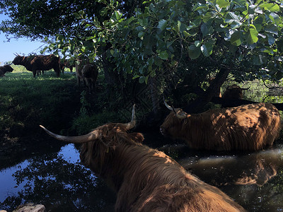 比尔泽周围一条河流中的高地牛群温度动物反射品种啤酒高清图片
