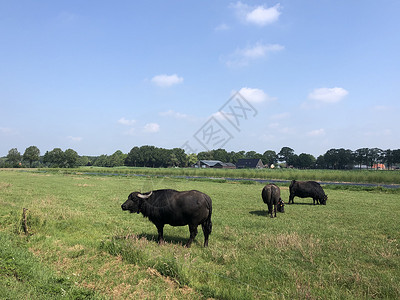哈登堡周围的水牛农田蓝天动物草原背景图片