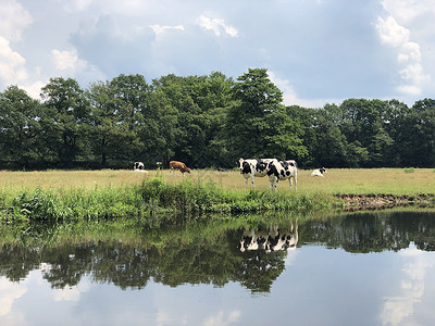 贝内登雷吉河旁的牛群反射动物高清图片