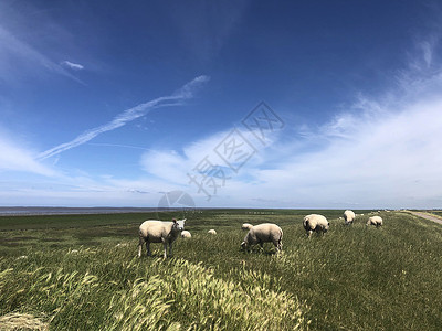 翠堤雅骑在堤坝上的羊羊动物绵羊圣雅背景