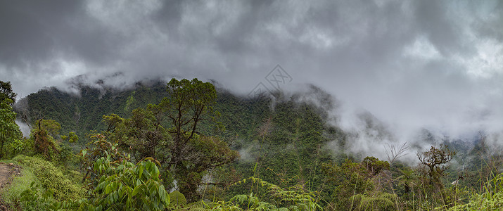 热带云林秘鲁的云林 全景观情调多样性冒险植物全景场景摄影丛林公园荒野背景