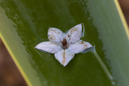 一只小白花漂浮在雨水中 在一片大绿植物的叶子上背景图片