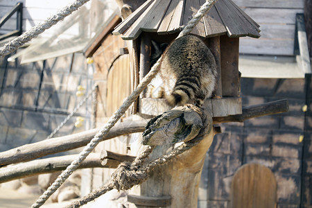 浣熊会爬进他的木树屋高清图片