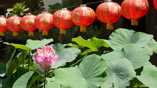 在阳光明媚的日子里 在东方国家多汁的绿色植物之间 寺庙院子里挂着红纸灯笼 中国传统新年装饰 绿色叶子的粉红色莲花作为佛教的象征文背景图片