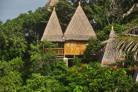在明亮的绿色热带植被中看到带圆锥形茅草屋顶的木屋 茂密的热带植被中的茅草屋 天堂般的异国岛屿生活背景