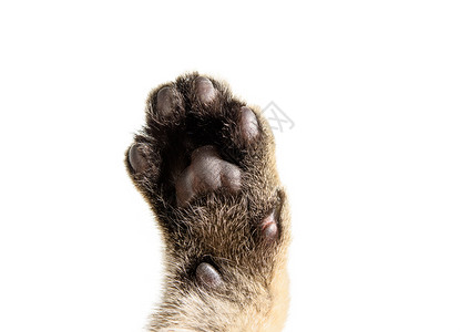 猫脚一只灰猫的爪子 白背景上孤立着棕色垫子背景