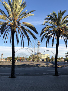德拉萨内斯广场棕榈树高清图片