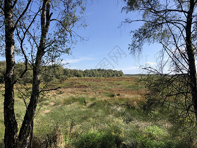 湿地和草原自然保护区外表森林背景图片