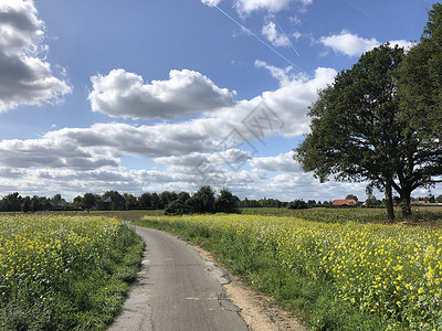 北莱茵威斯特伐利亚穿过黄色花田的路径i背景