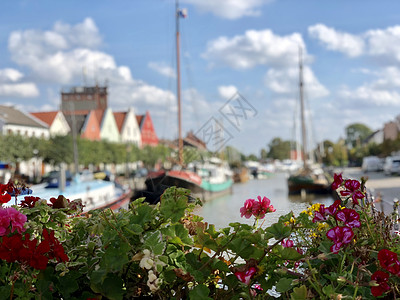 维纳港的鲜花图片