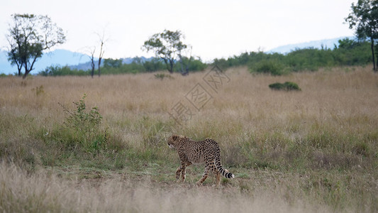 Cheetah走开了背景图片