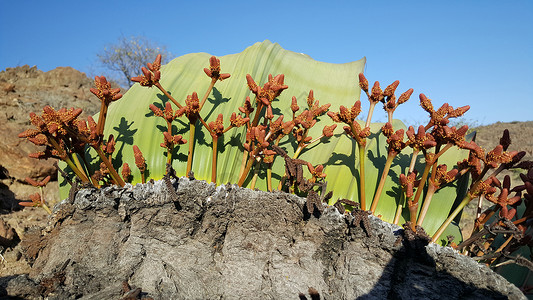 灭贫日离Welwitschia灭日植物很近背景