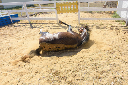洗完澡后 马倒在背上躺在地上高清图片