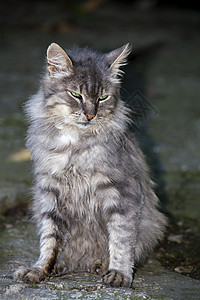 面部长斑灰色条纹猫 在自然界 完全发育的坐着 从前面看晶须食肉头发虎斑宠物冒充工作室毛皮生物短发背景