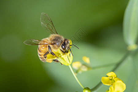 蜜蜂或蜜蜂在花上的形象收集花蜜 花粉上的金蜜蜂与文本的空间模糊背景 昆虫 动物叶子翅膀植物传粉者野生动物荒野蜂蜜工人季节天线背景图片