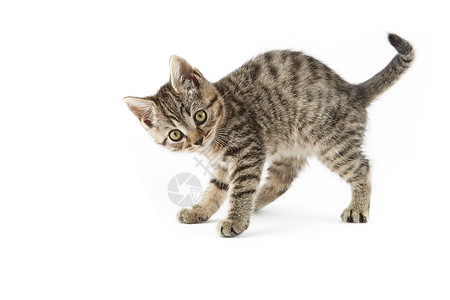 小小塔比欧洲短毛小猫纯种猫动物家猫条纹水平食肉家畜宠物摄影背景图片