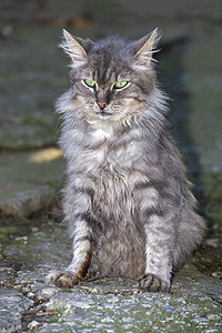面部长斑灰色条纹猫 在自然界 完全发育的坐着 从前面看眼睛猫咪动物胡须虎斑哺乳动物食肉毛皮小猫生物背景