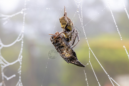 蚂蚁网素材一只大蜘蛛在网中与水滴相联的网络上背景