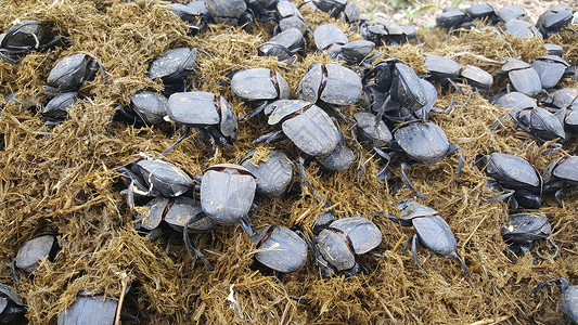 大群大头甲虫野生动物动物保护区高清图片