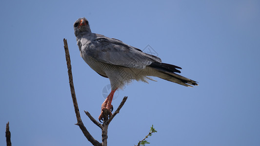 帕莱高歌鹰野生动物中央动物天空背景图片