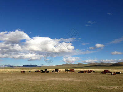 蒙古的活量背景图片