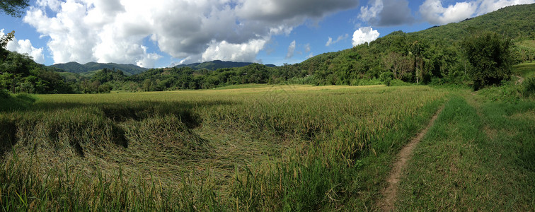 大米田地全景农业小路绿色爬坡高清图片