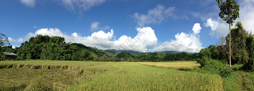 大米田地全景爬坡绿色小路农业高清图片