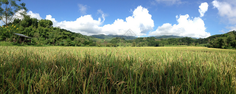 大米田地全景农业爬坡绿色高清图片