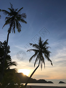 长叶型热带棕树棕树和日落海岸假期天堂棕榈天空热带海洋夫妻蓝色太阳背景