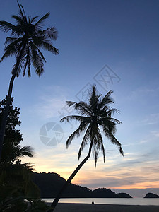 长叶型热带棕树棕树和日落假期海洋旅行热带天空夫妻蓝色天堂海岸棕榈背景