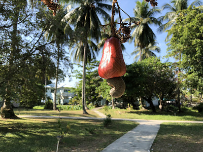 Koh Mook岛一棵树上的腰果背景图片