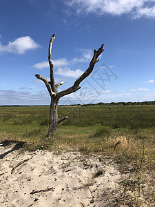 锡尔曼尼科的死树草地农田背景图片