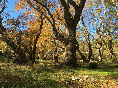 秋天的美丽大树森林橙子蓝天黄色色萨利背景图片