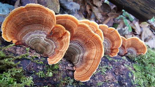 品杜斯山脉树上的蘑菇峡谷苔藓森林菌类背景