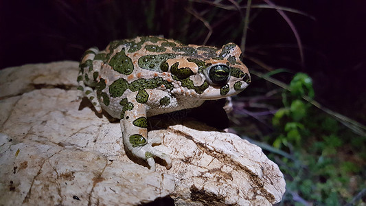 欧洲绿色青蛙动物蟾蜍岩石野生动物白色背景图片