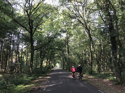 穿越德伦特森林的自行车背景图片