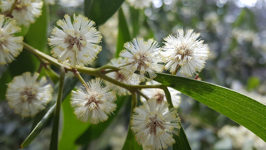 Eucalyptus 花花桉树叶子白色植物背景图片