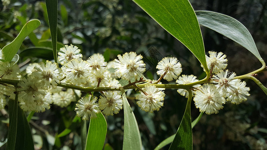 Eucalyptus 花花叶子植物白色桉树背景图片