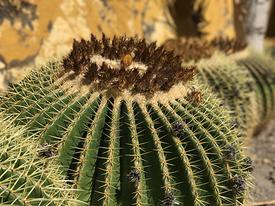 加尔达尔的仙人掌村庄植物背景图片