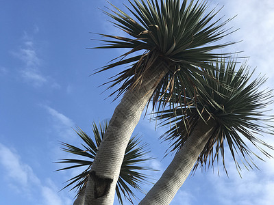 龙树天空海滩背景图片